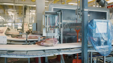 Pig-meat-rolling-on-conveyors-in-big-slaughterhouse