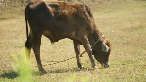 Einheimisches-Philippinisches-Kuhkalb,-Das-Auf-Gras-In-Einer-Farm-Weidet