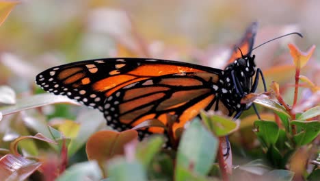 Monarch-Schmetterling-Ruht-Friedlich-Auf-Hecke---Makro-Nahaufnahme-Mit-Bokeh-Hintergrund---4k,-59