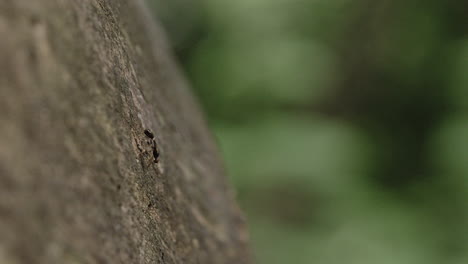 Eine-Fliegende-Ameise,-Die-An-Einem-Baumstamm-Hängt