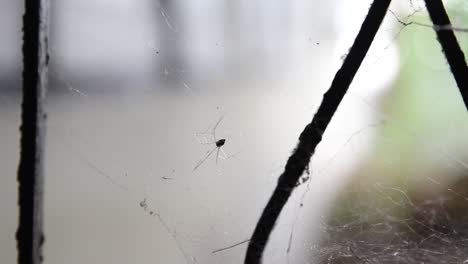 Nahaufnahme,-Kleine-Langbeinige-Spinne,-Die-In-Ihrem-Gewebten-Netz-Sitzt