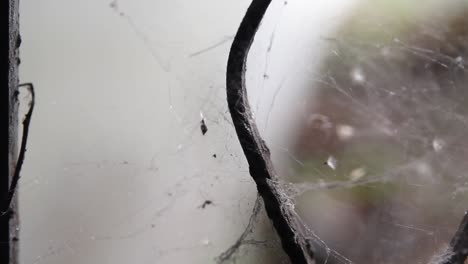 Nahaufnahme,-Kleine-Langbeinige-Spinne,-Die-Daran-Arbeitet,-Das-Spinnennetz-Zu-Reparieren