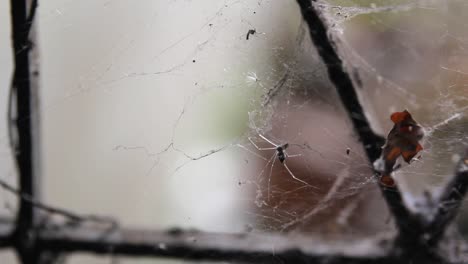 CLOSE-UP,-Small-Long-Legged-Spider-Resting-In-Its-Constructed-Web