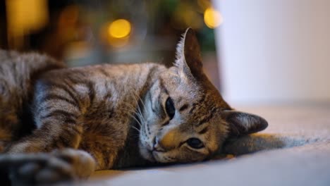 Sleepy-Domestic-Feline-Cat-Resting-On-Carpet-Indoors,-CLOSE-UP