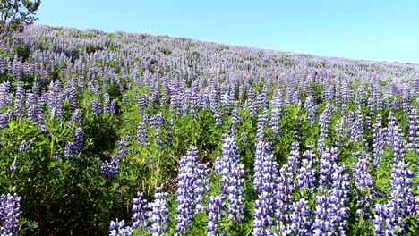 Lupines-field"Canis-Lupus",Flowering-plants.-Iceland