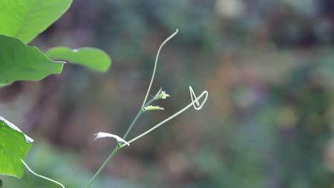 CLOSE-UP,-Small-Green-Vegetation-Gently-Blowing-In-The-Breeze