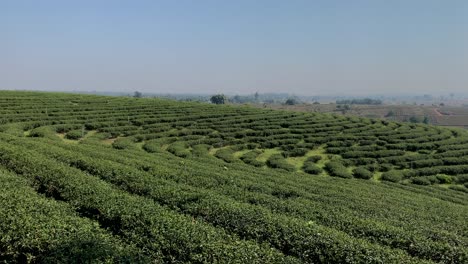 Panning-view-of-green-tea-plantations-in-Chiang-Rai