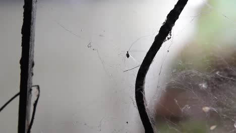 Nahaufnahme,-Kleine-Langbeinige-Spinne,-Die-Sich-Um-Ihr-Eigenes-Netz-Bewegt