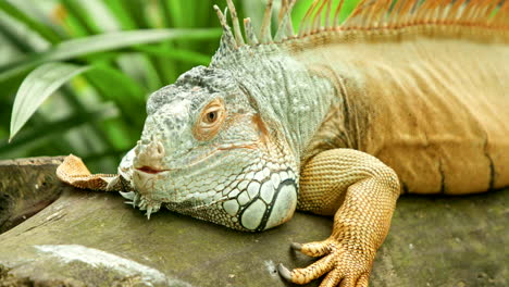 Close-Up-of-a-Beautiful-Scaly-Iguana-Lizard-Laying-on-a-Log
