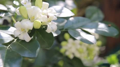 Small-Flying-Insect-Crawling-Around-A-White-Jasmine-Flower,-COPY-SPACE