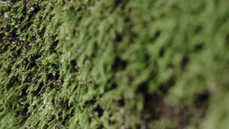 Macro-shot-of-moss-on-a-damp-log-in-the-forest