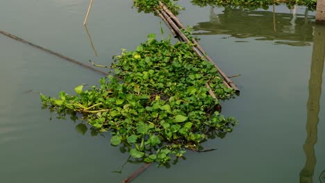 Jacinto-De-Agua-Verde-Y-Troncos-De-Bambú-Flotando-En-El-Río-En-Tailandia--Cerrar
