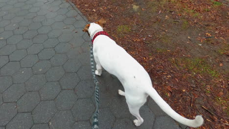 First-person-view-of-an-owner-walking-a-dog