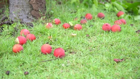 Nahaufnahme-Von-Roten-Früchten,-Die-Zu-Boden-Gefallen-Sind
