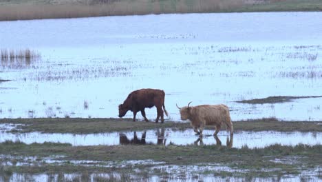 Cow-And-Bull-Walking-Across-Wetland-Marsh