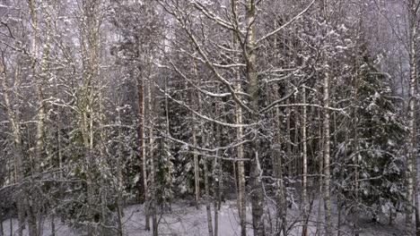 A-birch-forest-with-snow-slowly-falling