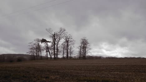Farmland-crop-with-tall-trees-behind-in-winter-on-overcast-day,-graded-still-shot
