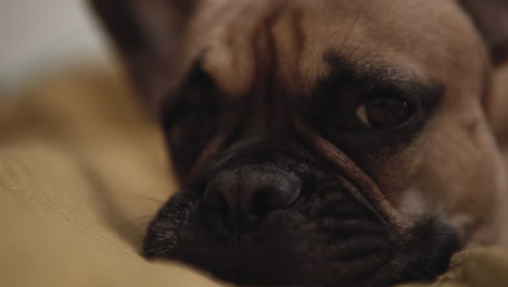 Close-up-portrait-of-adorable-pug-dog-face,-lying-indoors-and-giving-cute-expressions