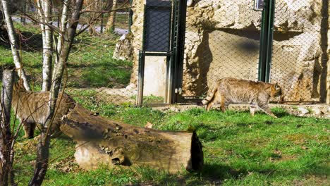 Große-Katze-Zu-Fuß,-Europäische-Wildkatze-Zu-Fuß-Im-Grünen-Gras-In-Der-Natur