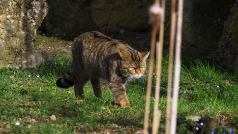 close-up-of-big-cat-walking,-european-wildcat-walking-in-green-grass-in-the-nature