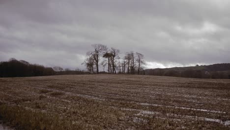 Trees-in-background-behind-ploughed-farm-crop-on-cold-overcast-autumn-day,-graded