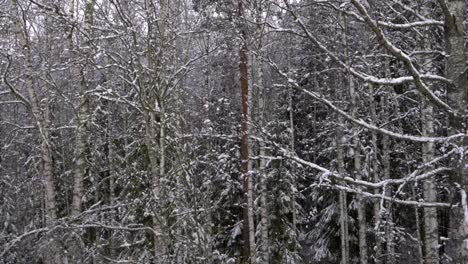 Schnee-Fällt-Langsam-Mit-Einem-Birkenwald-Im-Hintergrund