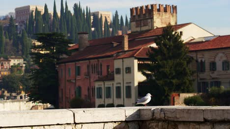 Single-Black-headed-gull-admires-the-amazing-architecture-of-Verona