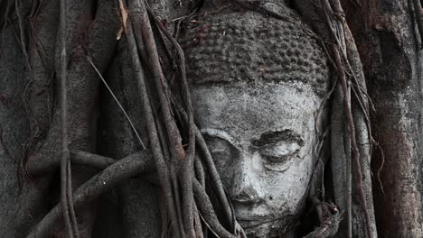 Buddhas-head-in-a-tree