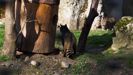 Große-Katze-Zu-Fuß,-Europäische-Wildkatze-Zu-Fuß-Im-Grünen-Gras-In-Der-Natur
