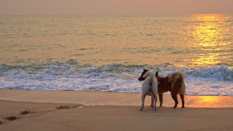 Süße-Hunde,-Die-Bei-Sonnenaufgang-Oder-Sonnenuntergang-Am-Meeresstrand-Spielen