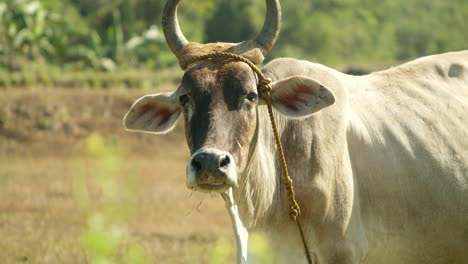 Nahaufnahme-Einer-Einheimischen-Philippinischen-Kuh,-Die-In-Die-Kamera-Blickt-Und-Auf-Gras-Weidet