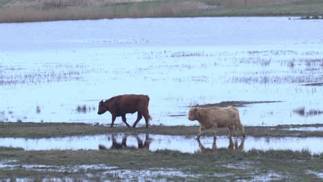 Different-colored-cows,-scottish-highlanders-walking-in-shallow-water-pasture-near-river-in-cloudy-day