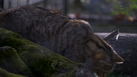 Nahaufnahme-Der-Großen-Katze,-Die-Im-Wald-Erkundet,-Europäische-Wildkatze-Im-Grünen-Gras-In-Der-Natur
