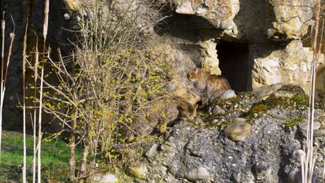 Dos-Grandes-Felinos-Explorando-La-Naturaleza,-Gatos-Monteses-Europeos-Caminando-Sobre-Rocas-En-La-Naturaleza