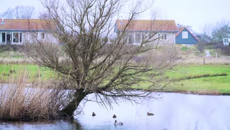 Verwelkter-Baum-Im-Wasser-Und-Schilf-Im-See-Mit-Enten,-In-Der-Nähe-Eines-Dorfhintergrundes-Mit-Pflanzen-Und-Wohnhäusern-Tagsüber---Totale---Niederländisches-Ländliches-Naturleben