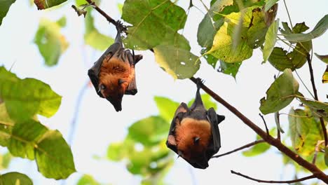 Lyle's-Flying-Fox-or-Pteropus-lyleior