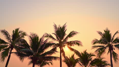 Scenic-golden-sunset-view-at-exotic-coconut-palm-trees,-slow-motion
