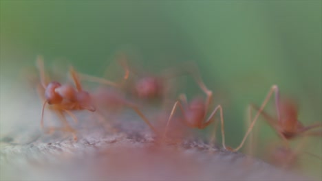 close-up-shot-of-red-ant-and-blury-background