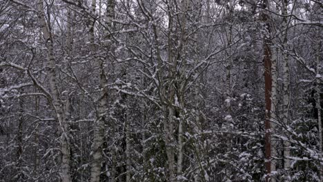 Schnee-Fällt-Langsam-Mit-Einem-Birken--Und-Tannenwald-Im-Hintergrund