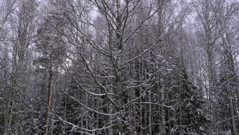Nieve-Cayendo-Lentamente-Con-Un-Bosque-De-Abedules-En-El-Fondo