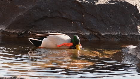 Duck-diving-and-scratching-in-the-Deschutes-River,-Bend,-Oregon