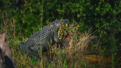 Nahtlose-Videoschleife---Cinemagraph-Eines-Alligators-In-Den-Everglades-Von-Florida-In-Der-Nähe-Von-Miami