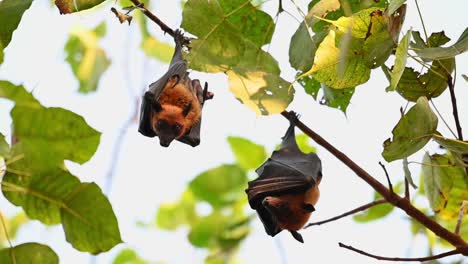 Flying-Foxes,-Pteropus-lyleior
