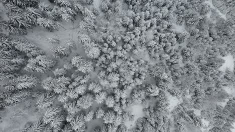 Bäume-Im-Wald-Voller-Schnee-In-Mestia,-Svaneti,-Georgia-An-Einem-Kalten-Wintertag---Luftaufnahme