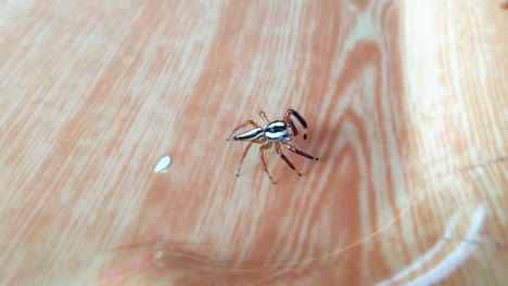 A-Two-striped-jumper,-a-type-of-spider-found-in-wooded-Asian-environments-crawling-around-an-outdoor-table-set