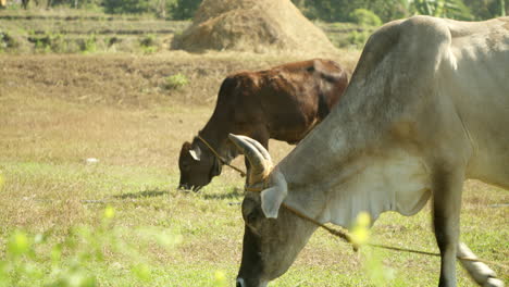Einheimische-Philippinische-Rinder,-Die-Mittags-Auf-Gras-Auf-Einer-Farm-Grasen