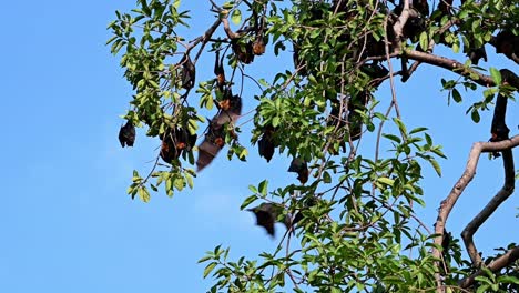 Lyle's-Flying-Fox-or-Pteropus-lyleior