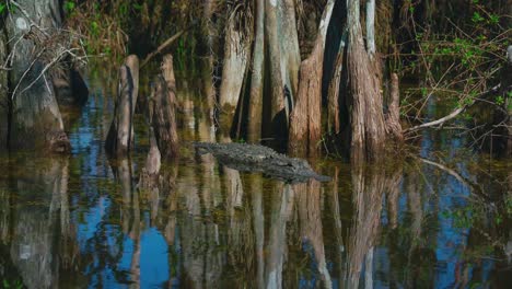 Cinemagraph---seamless-video-loop-of-an-Alligator-in-the-Florida-Everglades-close-to-Miami