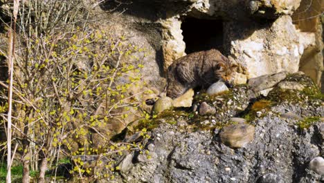Gato-Grande-Explorando-La-Naturaleza,-Gato-Montés-Europeo-Caminando-Sobre-Roca-En-La-Naturaleza