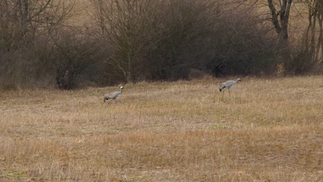 Two-Common-Cranes-Are-walking-On-A-Wet-Meadow-In-Spring